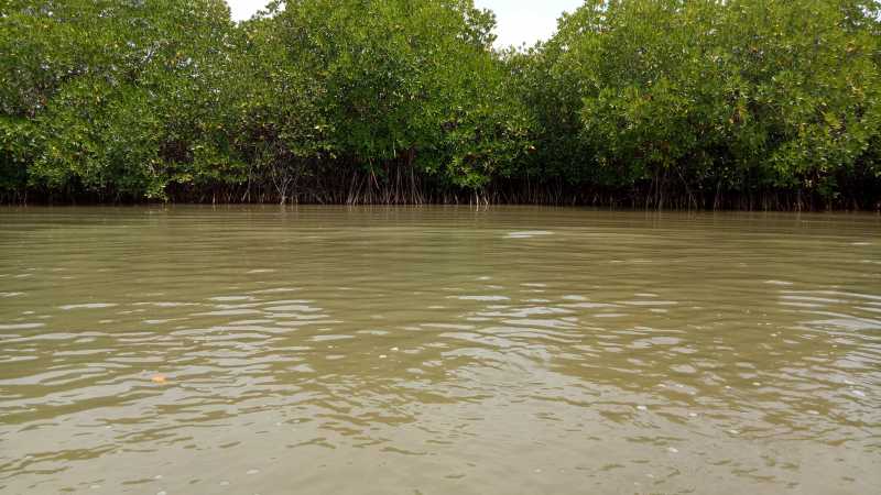 Travelogue - Pichavaram