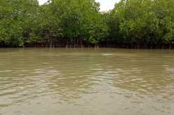 Travelogue - Pichavaram