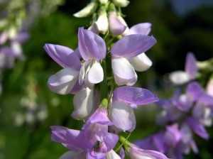 Treatment Of Type II Diabetes Mellitus (T2DM) With Metformin In A Nutshell 