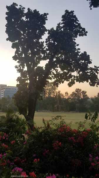 Tree And Dusk #ThursdayTreeLove