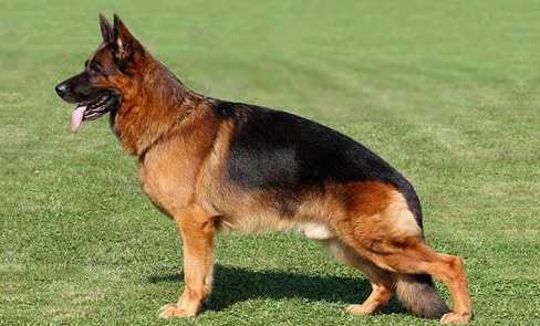 Tribute To Ober Von Bad-Boll (21 July 2005 - 27 July 2017)