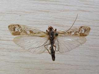 Trichoptera