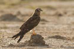 Trip Report : Tal Chapar - Bikaner 2016 [Part 1]