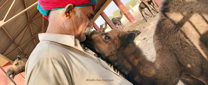 Trip To Bikaner Is Incomplete Without Visiting This Camel Farm