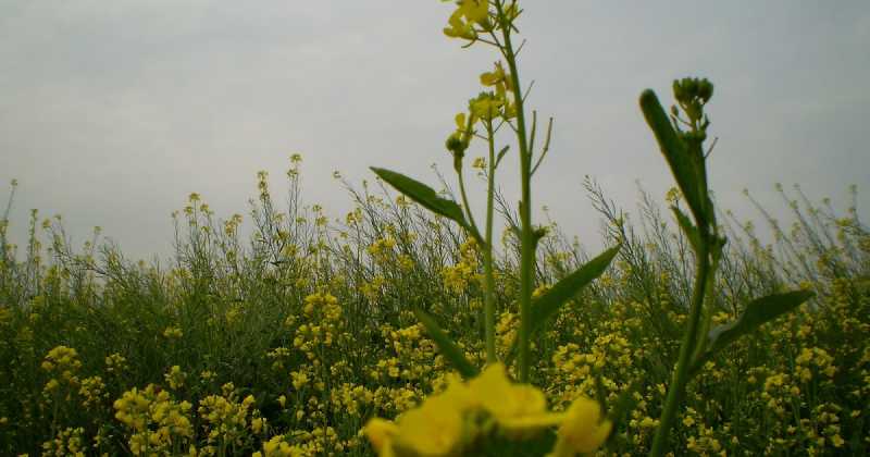 Trippingg Down The Memory Lane - Village Tripps