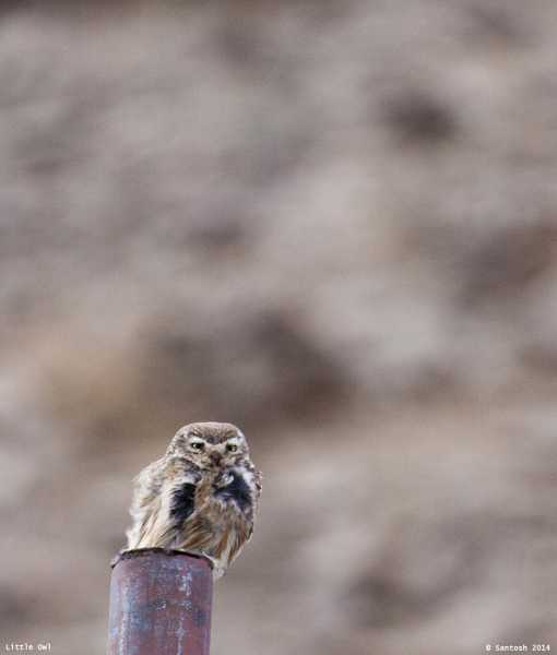 Tso Kar-Taglang La-Leh-Dras-Srinagar