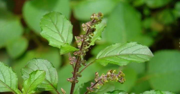 Tulsi-The Holy Basil...