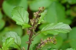 Tulsi-The holy Basil...