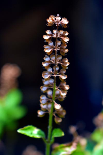 Tulsi Beyond The Courtyard: 5 Major Health Benefits Of The Holy Basil
