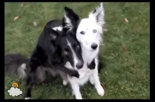 Two BFF Dogs Posing For A Pic Is Such A Lovely Moment - Pet Care Tips
