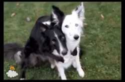 Two BFF dogs posing for a pic is such a lovely moment - Pet Care Tips