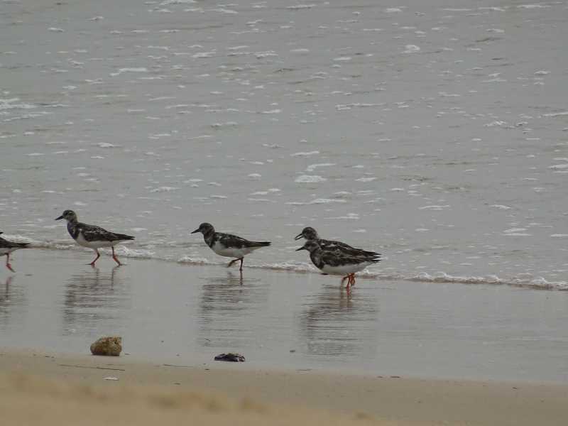 Udupi Trip - Birds And Butterflies List (Nov 2016)