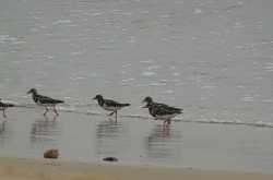 Udupi trip - Birds and butterflies list (Nov 2016)