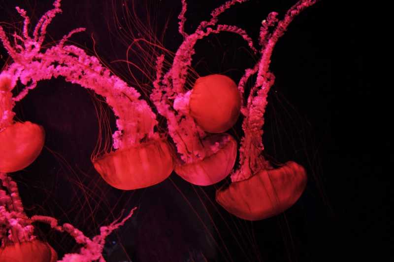 Umbrella Shaped And Tentacles