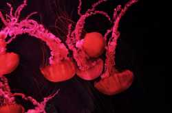 Umbrella shaped and tentacles