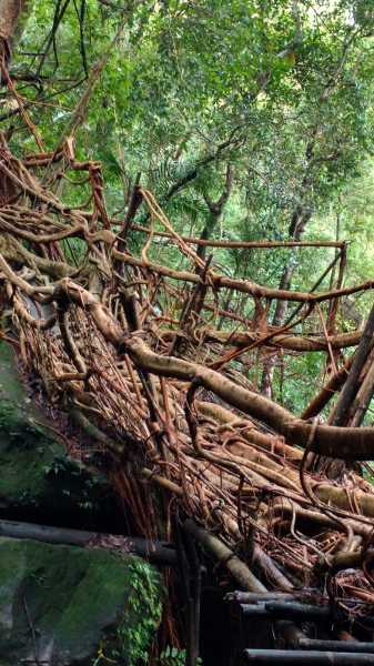 Umkar - Living Root Bridge In The Making