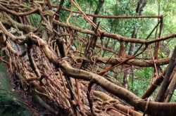 Umkar - Living Root Bridge In The Making