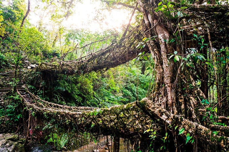 Umshiang Root Bridge Of Meghalaya: #AtoZchallenge - The Beauty Of Life