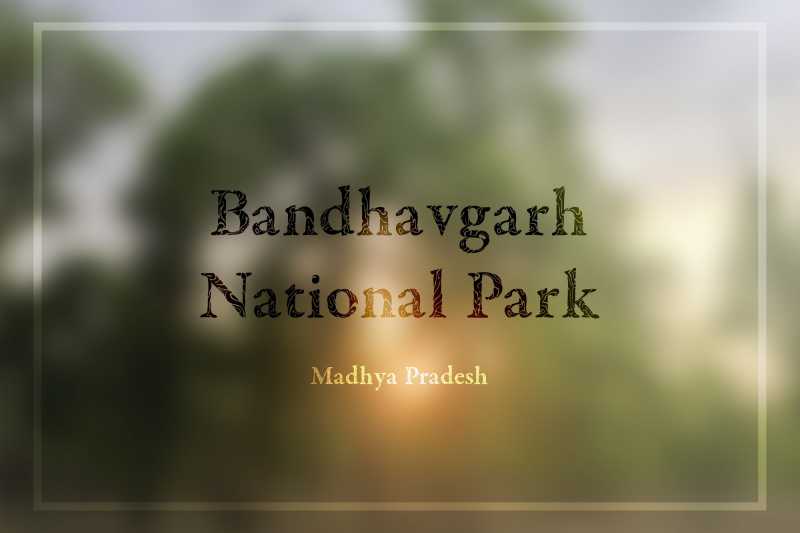 Upamanyu • Bandhavgarh National Park