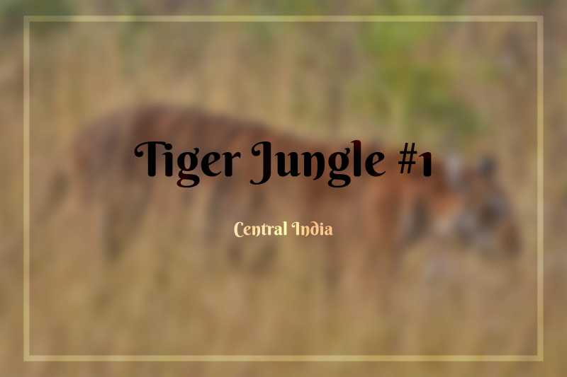 Upamanyu • Tiger Jungle #1