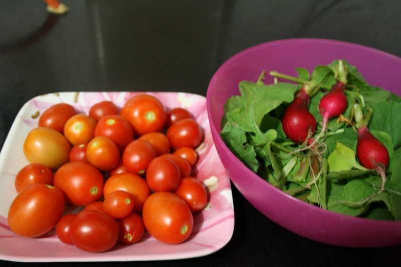 Updates From A Tiny Garden @ The Garden City Of India :)