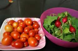 Updates from a tiny garden @ the garden city of India :)