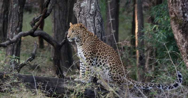 Urban Wildlife: Love Thy Neighbours! 