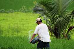 Urea being used on Paddy