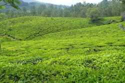 Use Tea Tree Oil for Skin Hair and Health