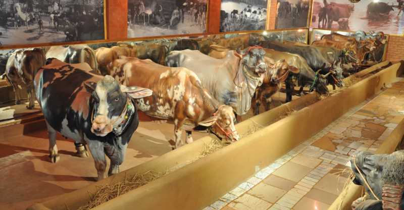 Utsav Rock Garden - Part 5 : Beautiful Illustration Of Rural Life