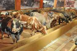 Utsav Rock Garden - Part 5 : Beautiful Illustration Of Rural Life