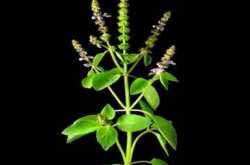 Uttana Dwadashi or Tulasi Vivaha, Importance of the festival and the sacred plant in India