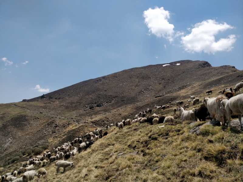 Uttarakhand High Court Bans Camping On Meadows - Wandering Cerebrations