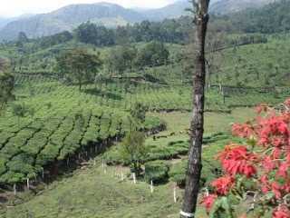 Vacation In Munnar, Kerala