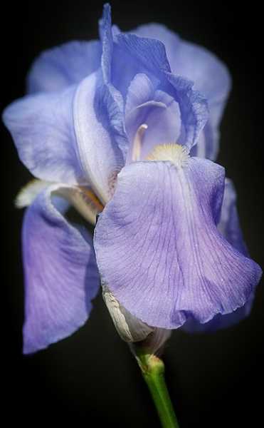 Vagina #AtoZchallenge : Kalpanaawrites Haiku Women