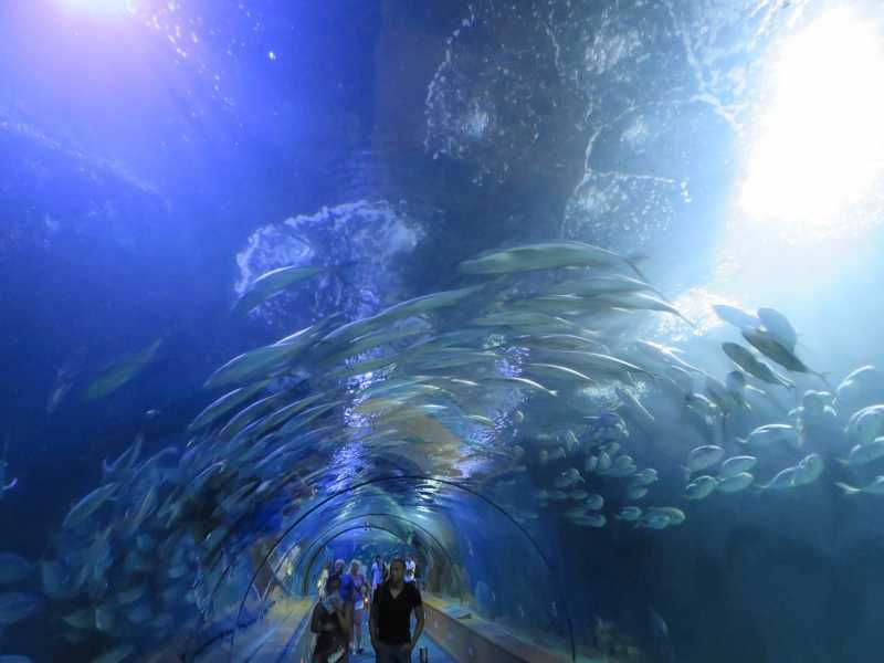 Valencia Oceanografic - In Pictures