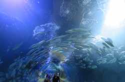 Valencia Oceanografic - In Pictures