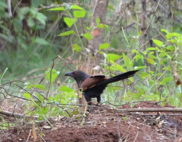 Valley Of Birds - A Bird Watching Journey To The Valley School, Off Kanakapura Road, Bangalore