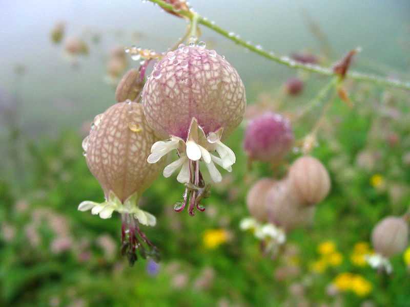 Valley Of Flowers 2