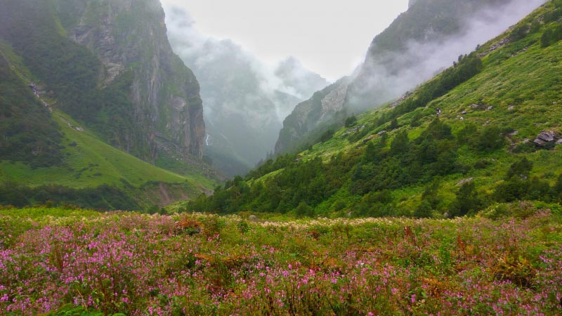 Valley Of Flowers - A Spectacle Of Lifetime.