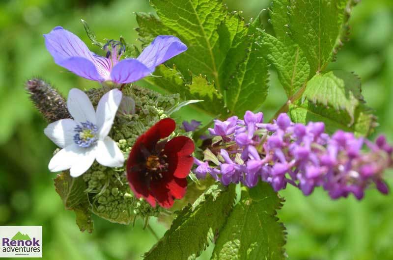 Valley Of Flowers Opening Dates 2018 - Renok Adventures