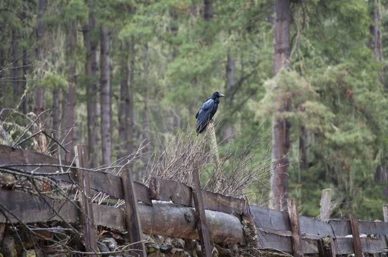 Valley Of Gangtey 48 Hours In Phobjikha Valley - Part II - RAH GEER
