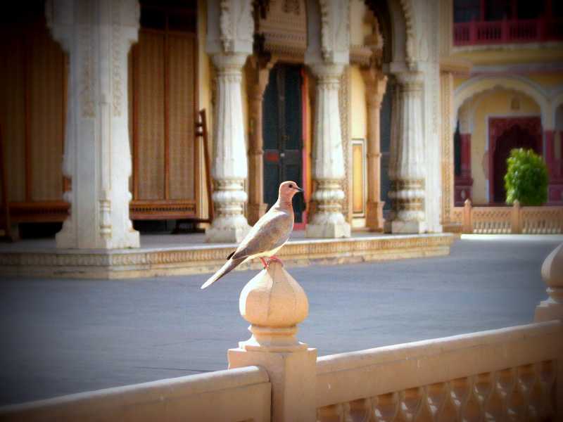 Vandy Travels To Jaipur