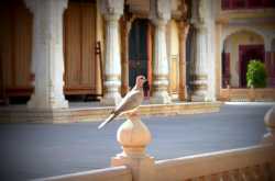 Vandy travels to Jaipur