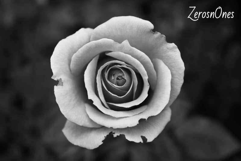 Variance - What? How? Limitation? Properties? Applications - ZerosnOnes