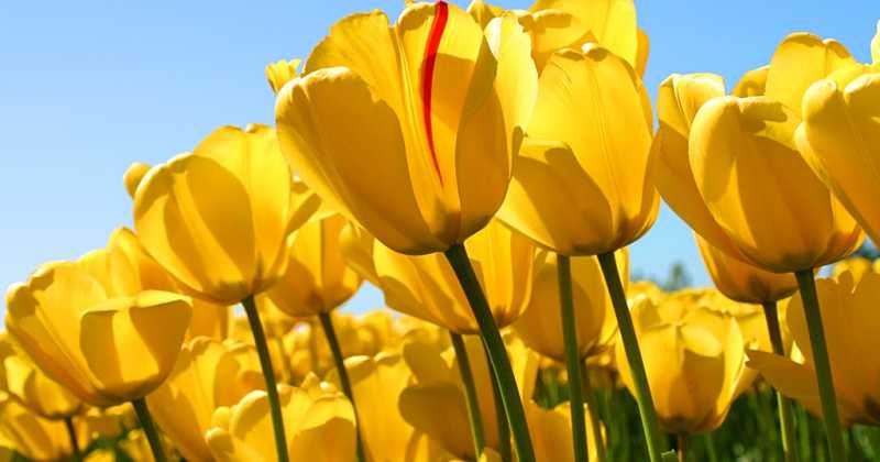 Vatika Market Walk: Best Commercial Street For Right Business In Gurgaon