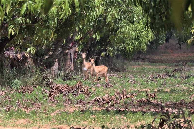 Vegetable Picking In Savi Farm In Kolar, Karnataka - I Share