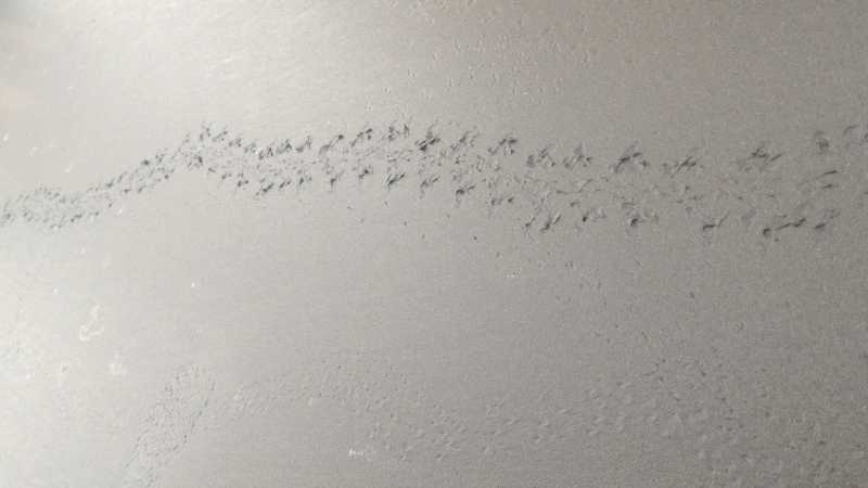 Velas Turtle Festival - Gayatri