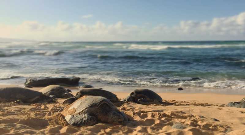 Velas Turtle Festival - The Complete Guide - Travelmynation