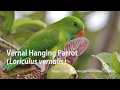 Vernal Hanging Parrot  - Birds Of India - HD Video